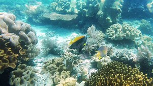 Fish, Swimming and Closeup in Coral Reef, Nature or Underwater in Ocean Ecosystem, Ecology or Biodiversity. Tropical Stock Video - Video of ecology, blue: 298244999