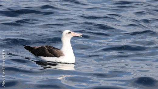 Laysan albatross (Phoebastria immutabilis) is a large seabird that ranges across the North Pacific.