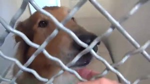 7.1K views · 657 reactions | JAX showed up when someone dropped him off as a stray. He is missing a lot of hair and teeth but he has the most beautiful energy. Today he took his very groggy FREEDOM WALK after getting neutered, thanks to all of your SHARING! Happy life sweet JAX ❤️ https://www.facebook.com/savingcarsonshelterdogs/photos/a.626994227473215.1073741916.171850219654287/628504090655562/?type=3&theater | Saving Carson Shelter Dogs | Facebook