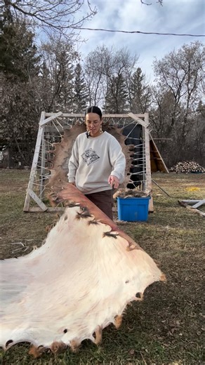 Meagon Anishinabie on Instagram: "I don’t have any interest to keep hair on hides atm. And yes you can pop through a hide while dry scraping. It can happen often if you’re not being mindful about how much pressure you putting or which area you are scraping. Areas like the inner legs are a lot thinner than the neck or the rump. Frost scraping eliminates the chance of popping holes while scraping because the hide is frozen. It’s also easier to scrape vs dry. It’s still hard work though. Rough scra