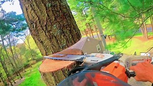 🌲🪚 #hansentree #climb #ma #treework #arborist #massachusetts