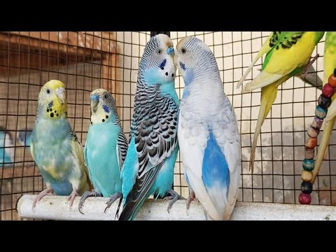 12 hours of budgie sounds to encourage your parrot to eat and sing Budgies Singing Budgie sounds