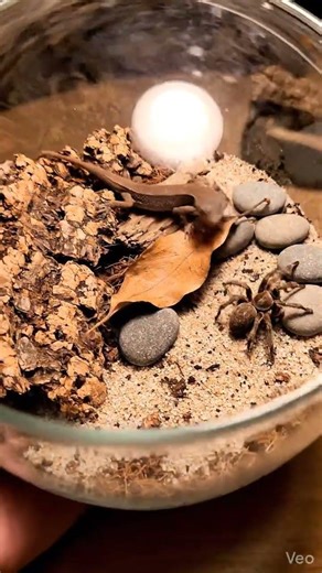 Jumping Spider Meets Pill Bug | Tiny Wildlife Encounter