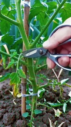 Tomato Plant Sucker Pruning: Vine Grooming and Leaf Snipping! 🌿🍅 #nature #asmr