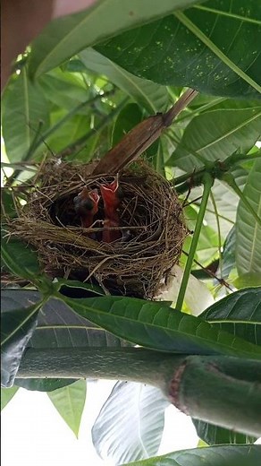 🐣 Newborn Baby Bird Inside the Nest | Heartwarming Nature Moment,
