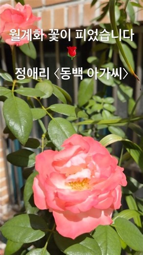 월계화 꽃자랑 🌹 정애리 〈동백 아가씨〉 | 아름다운 꽃 한송이