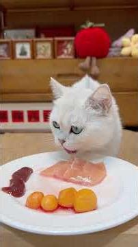 You cheat me to raise a cat again cute little kitten how affectionate small animals can be the