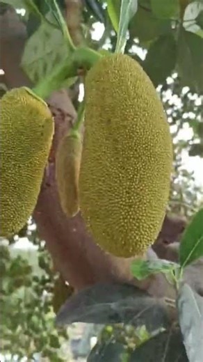 My Mini vlog gaao ka Sundarta 🤩🥹