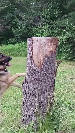 Dog vs Squirrel! Ozzy Man Quickies
