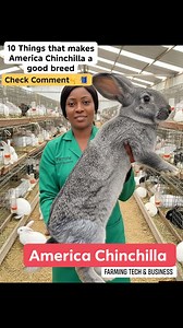 10 THINGS THAT MAKE AMERICAN CHINCHILLA RABBIT A GOOD BREED 1. Medium to large size, perfect for meat and fur production. 2. Calm and gentle temperament, easy to handle. 3. Fast growth rate — reaches market size quickly. 4. Strong maternal instincts — does make great mothers. 5. Good litter size — often 6 to 9 kits per birth. 6. Soft, dense fur with attractive grey color. 7. Adaptable to different climates and housing systems. 8. Efficient feed-to-meat conversion. 9. Hardy and less prone to comm