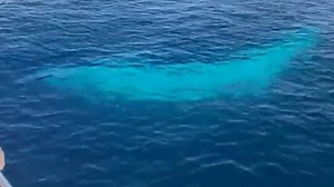 World’s rarest whale captured on film for only second time in history
