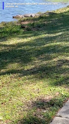 11K views · 37 reactions | Spotting an alligator near a sidewalk definitely makes for an interesting walk in the park! #alligator #park #walk #alabama | KFVS-TV | Facebook