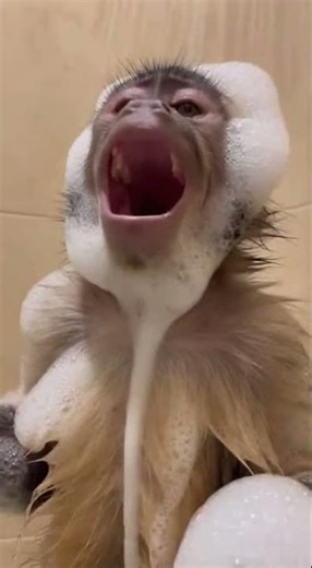 Monkey Opera Singing in the Shower