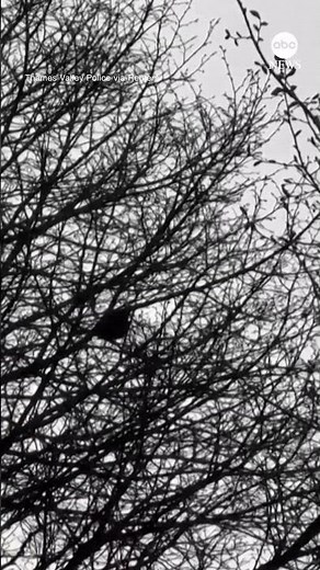 Bird perfectly imitates police siren, confuses officers