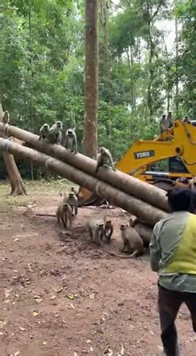 Monkeys Fight Back Against Tree Cutters! 😱