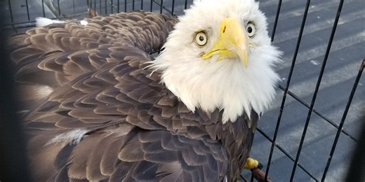 Wildlife rehabilitators urge hunters to switch to copper bullets