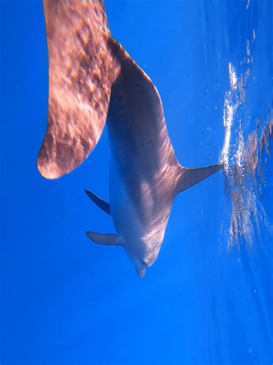 Enjoy Snorkelling with Dolphins in Red Sea, Egypt