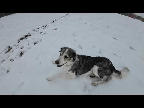 Yoshi@Reisedog: Winterfreuden in Ungarn