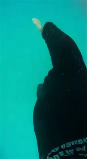 Waterslide into pool full of giant fish #funny #memes