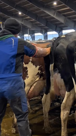 How to Check Cows for Pregnancy and Trim their Tails on a American Farm | Jason & McGrath