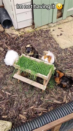 #guineapigsoftiktok #guineapigs