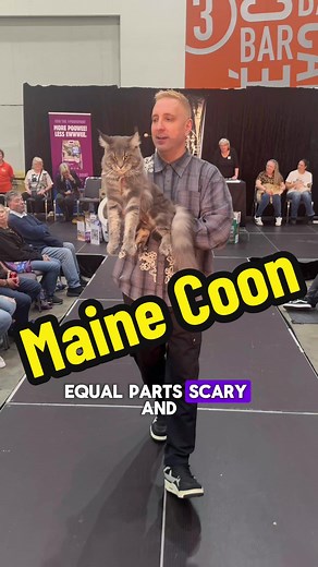 Majestic Maine Coon Takes Center Stage at Cat Show