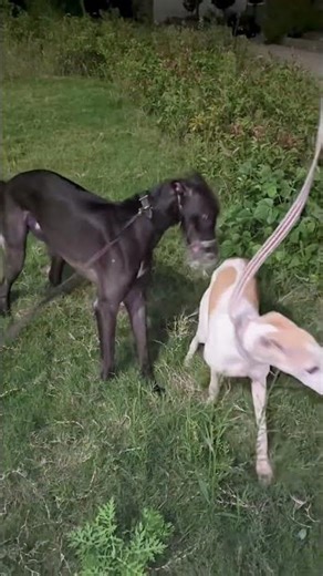 The daily life of simple dog@# 26