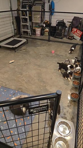 These pups are loving their new space. So much room to play, eat, and sleep! #pondviewcollies #collie #roughcollie #puppies | Pond View Collies