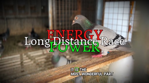 105K views · 3K reactions | Energy or Power for Long Distance Races: For long-distance pigeon races, need to focus on energy rather than raw power. While pigeons need strength to fly long distances, they primarily rely on carbohydrates for quick energy and fats for sustained endurance. #pigeonsport | Pigeon Kuif | Facebook