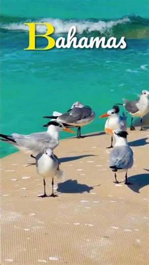 Bahamas Crystal Clear Waters | #short #bahamas #beach