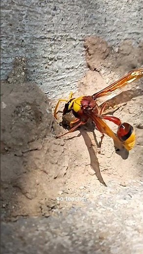 The Tiny Mud Architect – A Hidden Miracle in Nature