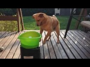 Dog Goes Crazy for Self-Fetch Toy
