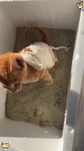 Hilarious Moments of Cats Being Adorable