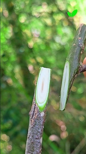 olive plant grafting Technique for beginner #satisfying #grafting