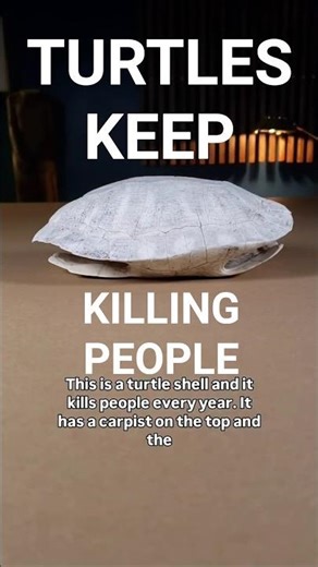 A turtles shell is actually just is ribs and spine flattened out!