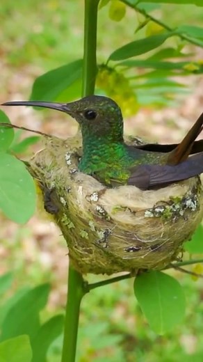 767K views · 114 reactions | Tiny Guardian: Rufous-tailed Hummingbird...