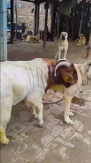 The backup boys are starting to go into battle 969