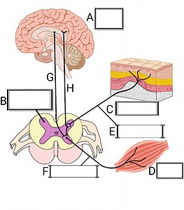 意識して起こす反応と無意識に起こる反応（反射） | ふたば塾〜中学理科無料オンライン学習サイト〜