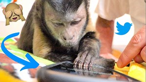 212K views · 10K reactions | Watch this cute capuchin monkey send a tweet from his iPhone X and then take a refreshing nap!  Leave a ❤️if Boo stole yours! | MonkeyBoo | Facebook
