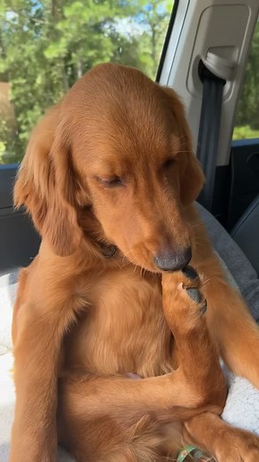 Dog Math: Golden Retriever Counting Squirrels