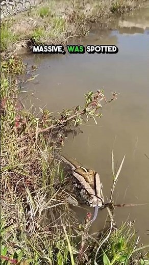 Massive Burmese Python Spotted in Brazil's Pantanal! Escape or Danger?