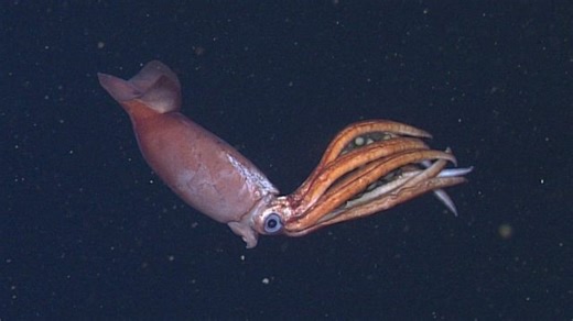 Incredible footage shows new squid species tending to enormous eggs