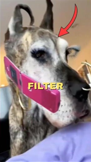 Never Use This Filter in your Dogs 😭😂