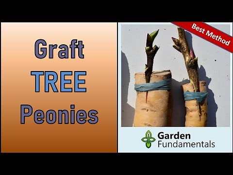 Best Method for Grafting Tree Peonies - From Start to Finish