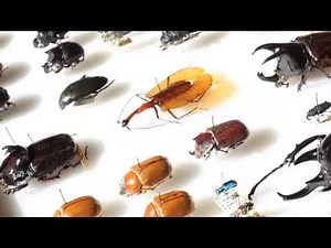 The Healthiest Beetles Grow the Biggest Horns