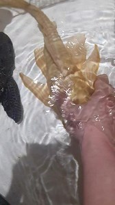 10 comments | Albino & normal sailfin pleco!! | Aquatico Aquarium | Facebook