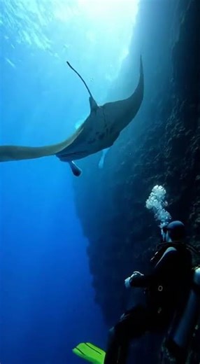 Diver Encountered Giant Manta Rays | Incredible Underwater Moment