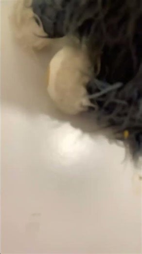 Husky pooping again 💩💩