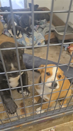 Pinal County Animal Care and Control on Instagram: "These adorable pups are looking for their forever homes! We have 3 males & 5 females currently available! These guys are about 10 weeks old, and while we aren't too sure what breed they are (Am. Staff/Husky mixes??) we do know they are ADORABLE! Each puppy has a $20 adoption fee that includes their vaccines, microchip & their spay/neuter! Each puppy will also go home with a brand new cozy blanket to snuggle up with, thanks to a generous donatio