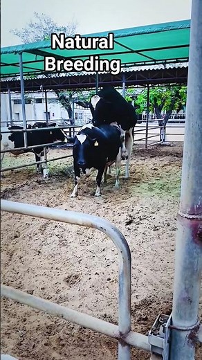 Bull Jumped over cow | Cow & Bull | #cow #mating #Bull #breeding #farming #animalsounds #cows